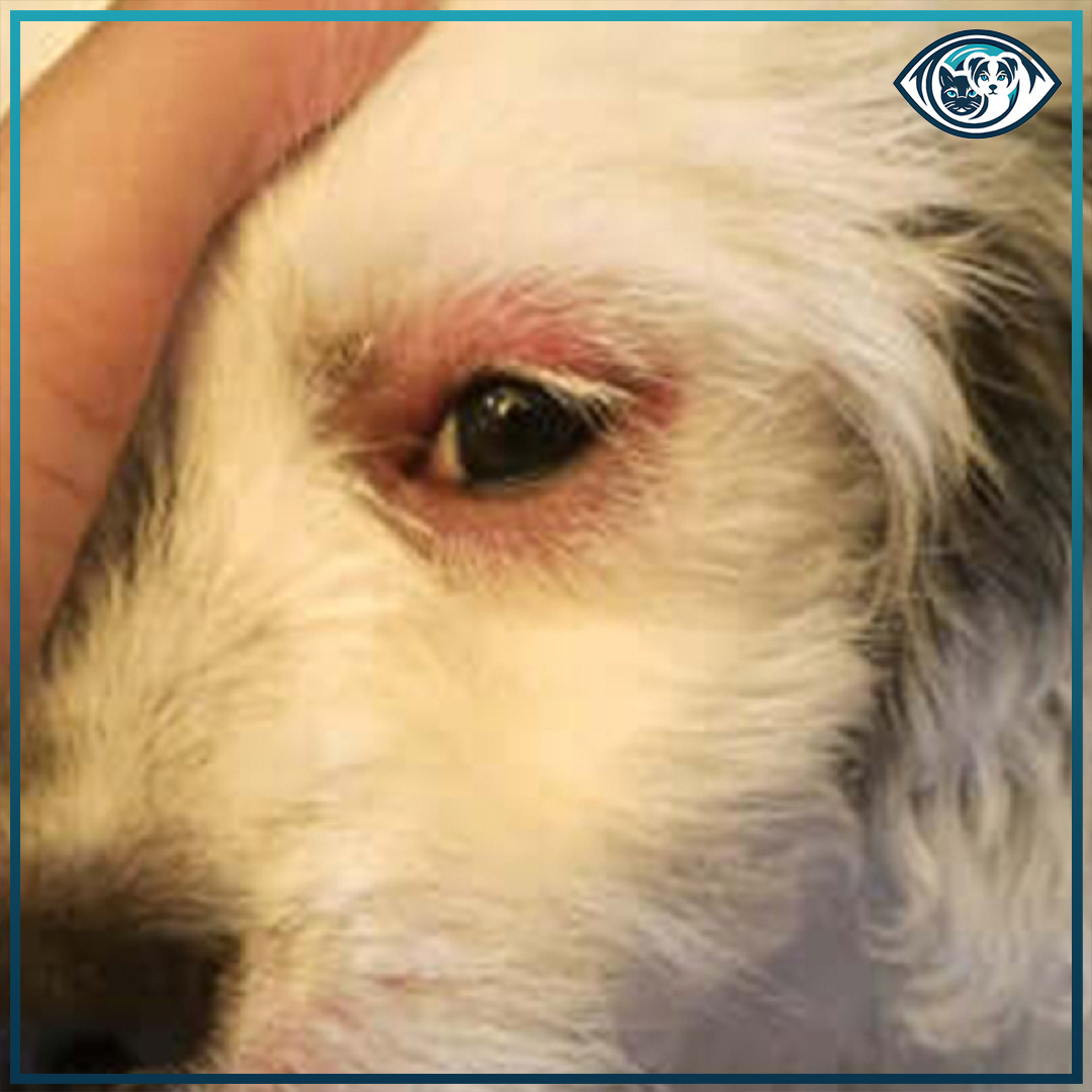 Kedi ve Köpeklerde Chemosis (Şemozis) Nedir?